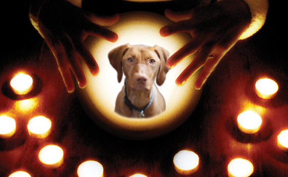 How to Find a Pet Psychic