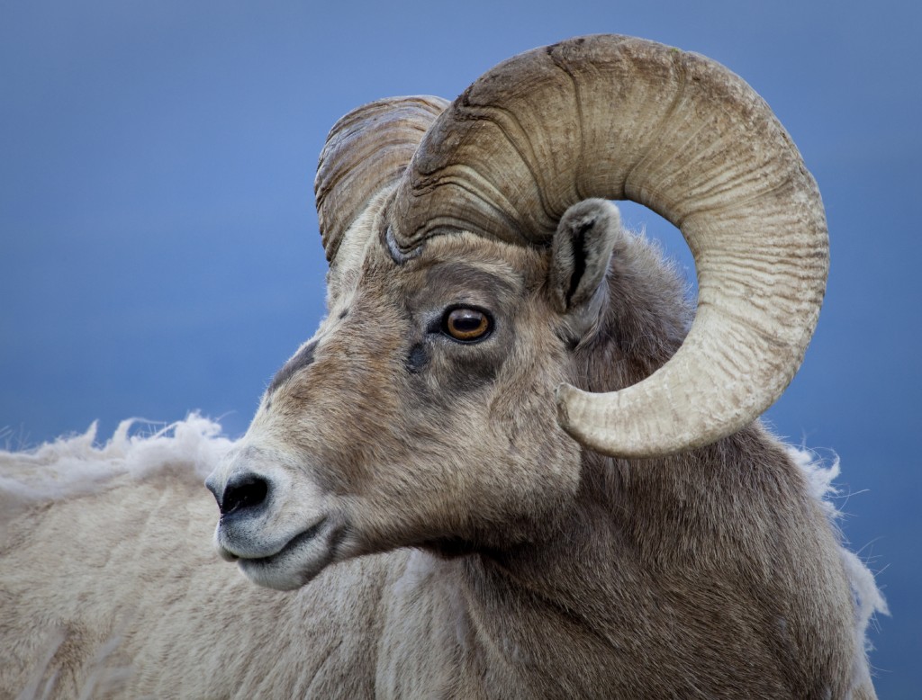 Aries Tarot Horoscope Astrology and Tarot Astronlogia